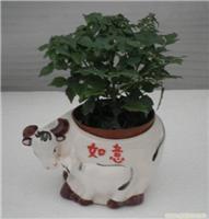 上海幸福樹植物租賃服務(wù) 價格、圖片與詳情一覽