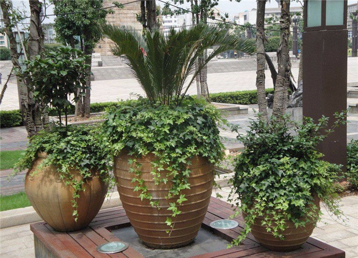 青木園藝 專業(yè)杭州植物出租服務(wù)，打造綠色辦公與生活空間