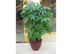 天河區蘿崗區租花買花 | 廣州植物租賃，您的辦公綠化專家