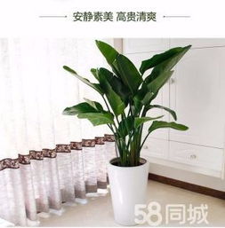 綠植租賃、花卉租擺與小區園林綠化 設計、施工與養護一體化服務