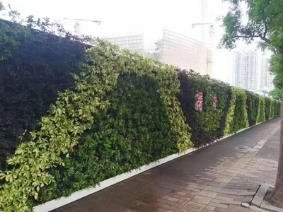 廣州成茂園林綠化 專業植物租賃與養護，打造綠色辦公空間