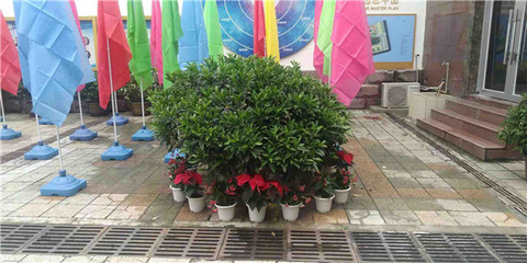 綠意煥新校園，盆栽租賃扮靚校園一角