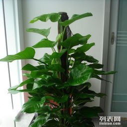 綠色煥新 浦東新區植物租賃與綠化養護服務全解析