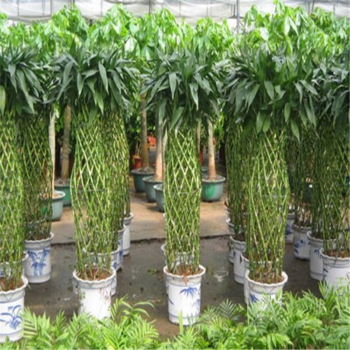 鼓樓區酒店綠植租賃 專業養護服務，打造可持續的生態美學空間