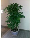 專業綠化，無憂托管 解析廣州市壹展園林綠化的植物租賃與維護服務
