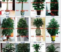 綠色生活，輕享自然——綠化植物租擺與租賃熱賣促銷