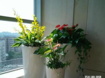廣州綠植租賃與鮮花綠植購買指南 打造室內(nèi)空間的自然生機(jī)