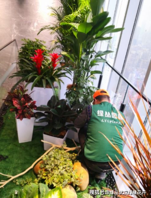 武漢酒店植物租賃與養(yǎng)護(hù)服務(wù) 專業(yè)護(hù)航綠色生機(jī)