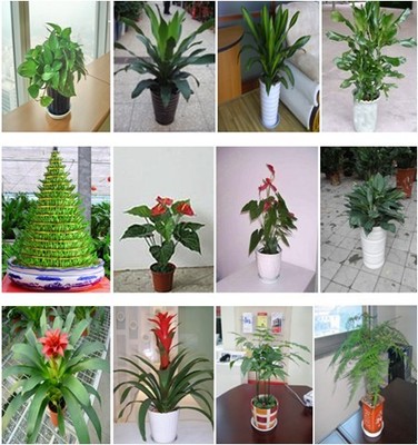 深圳綠植生態(tài)管家 盆景、盆栽、花卉租擺與全周期養(yǎng)護(hù)服務(wù)