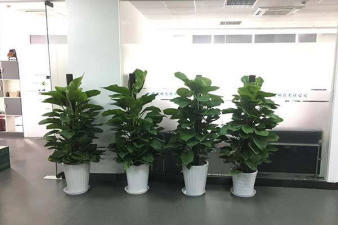 綠色辦公新風尚 植物租賃讓辦公環境煥發活力